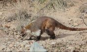 Coati Mundi