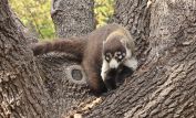 Coati Mundi