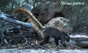 Coati Mundi