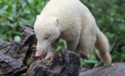 Coati Mundi