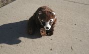Coati Mundi