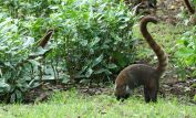 Coati Mundi