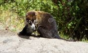 Coati Mundi