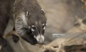 Coati Mundi