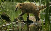 Coati Mundi