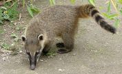 Coati Mundi