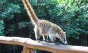 Coati Mundi