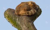 Coati Mundi