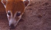 Coati Mundi