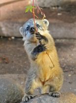 Coati Mundi