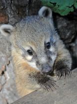 Coati Mundi