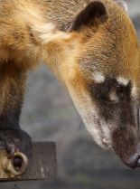 Coati Mundi