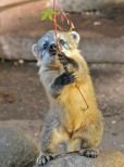 Coati Mundi