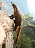 Coati Mundi