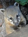 Coati Mundi