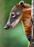 Coati Mundi