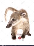 Coati Mundi