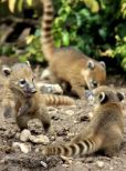 Coati Mundi
