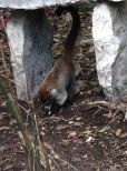 Coati Mundi