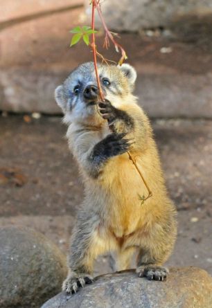 Coati Mundi