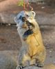 Coati Mundi
