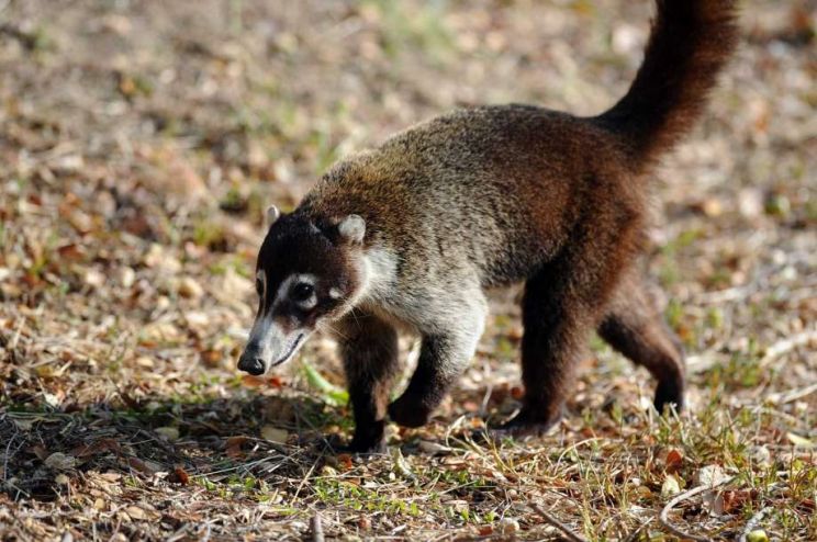 Coati Mundi