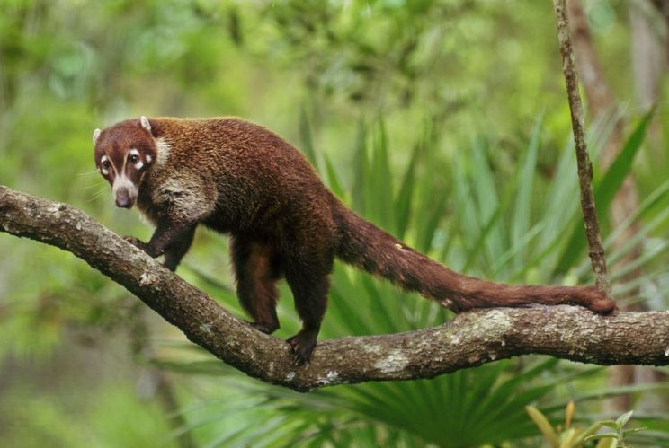 Coati Mundi