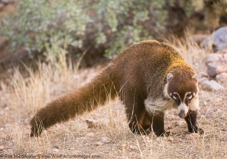 Coati Mundi