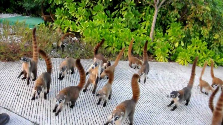 Coati Mundi