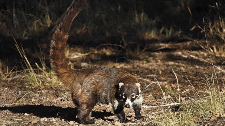 Coati Mundi