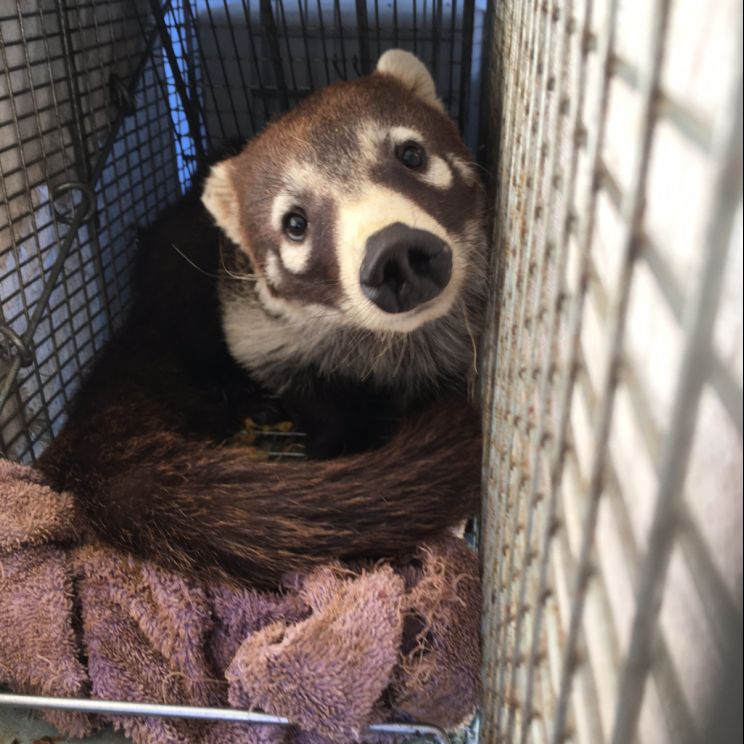 Coati Mundi