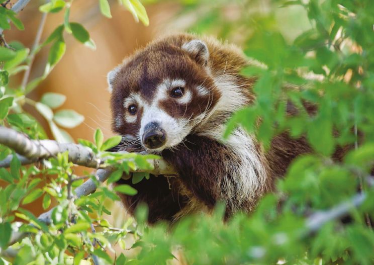 Coati Mundi