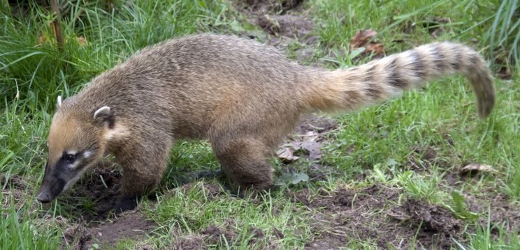 Coati Mundi