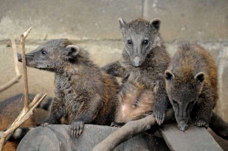 Coati Mundi