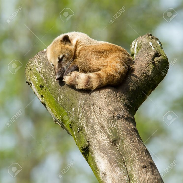 Coati Mundi