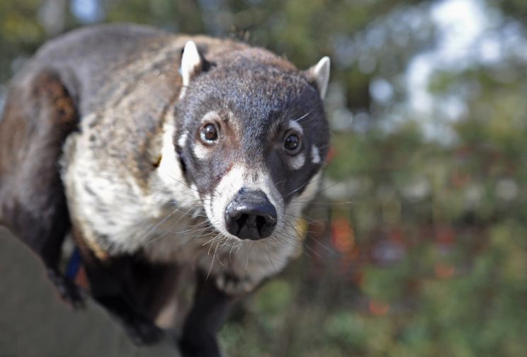 Coati Mundi