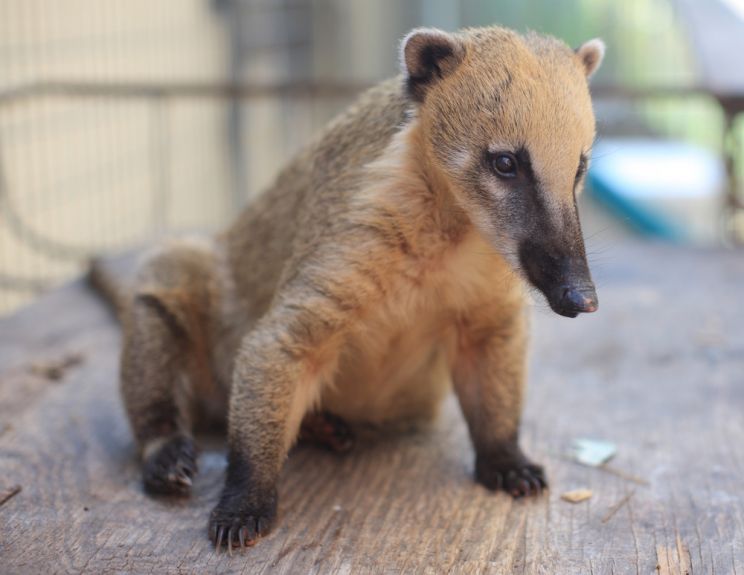 Coati Mundi