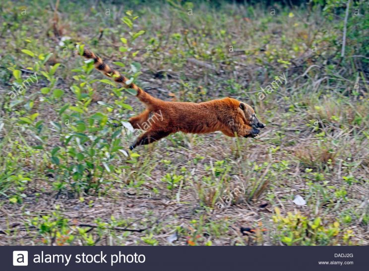 Coati Mundi