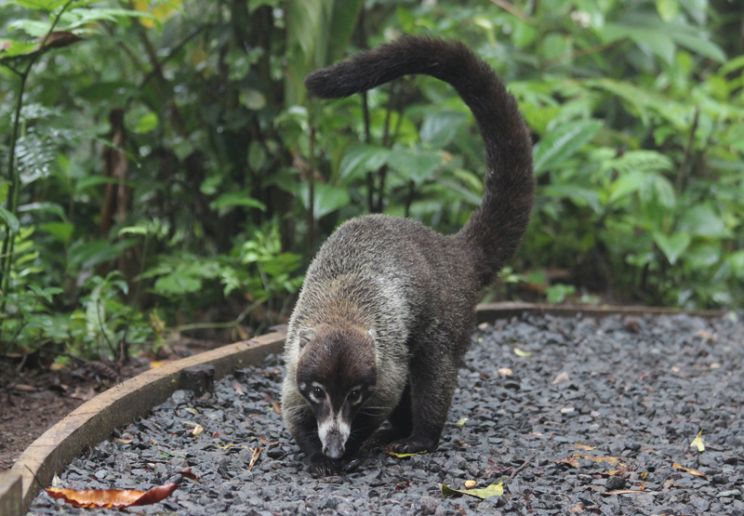 Coati Mundi
