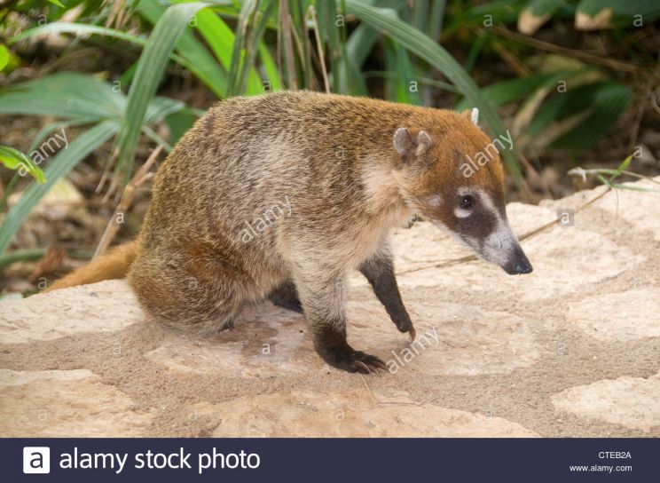 Coati Mundi