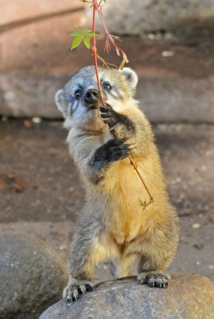 Coati Mundi
