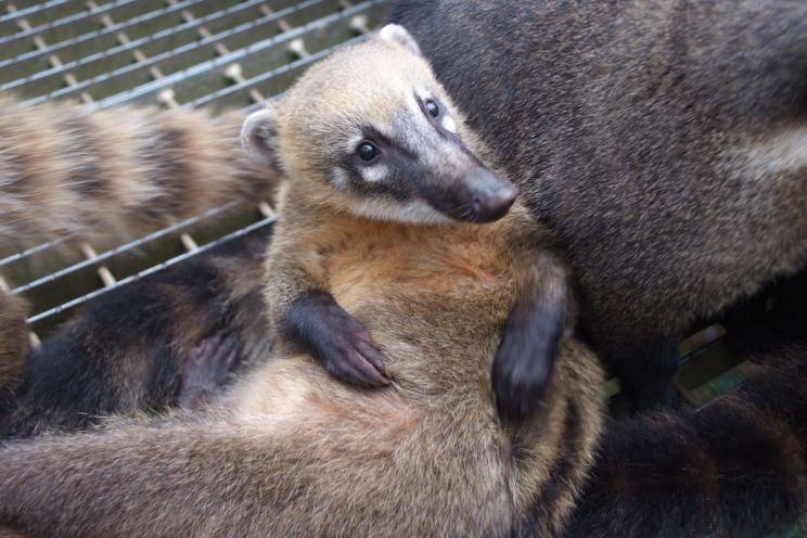 Coati Mundi
