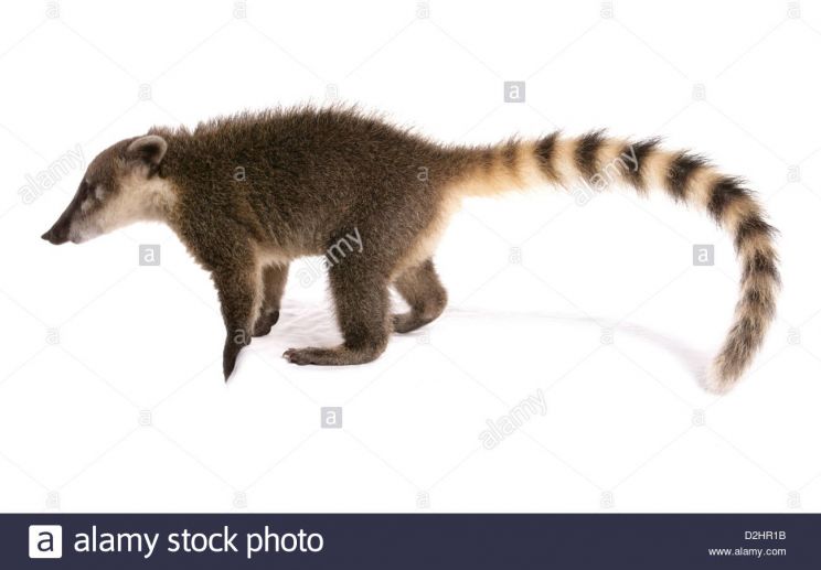Coati Mundi