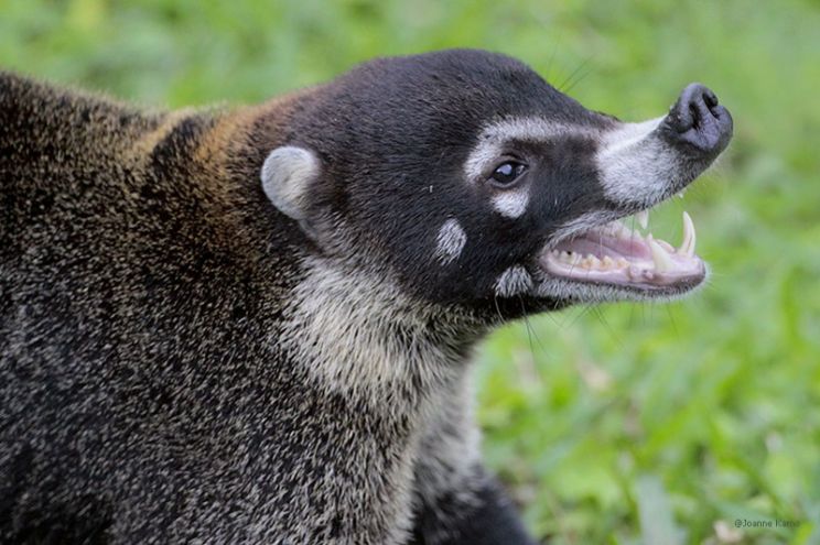 Coati Mundi