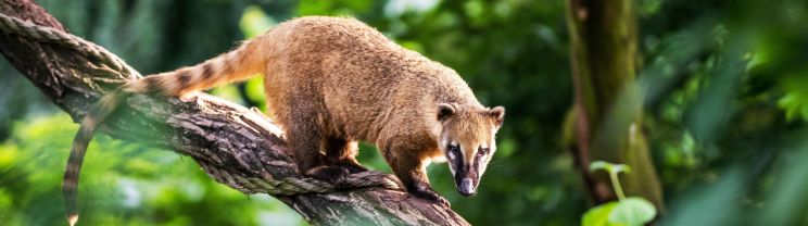 Coati Mundi