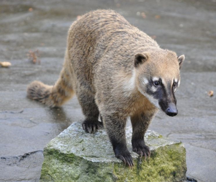Coati Mundi