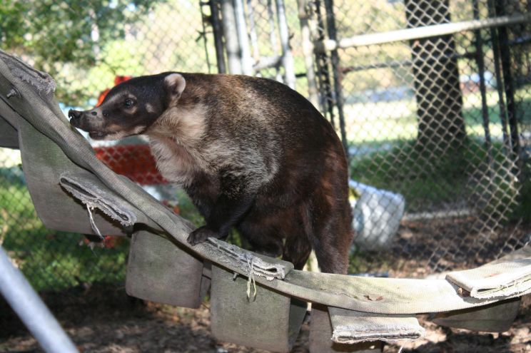 Coati Mundi