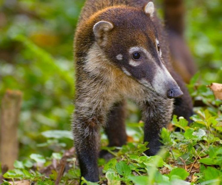 Coati Mundi