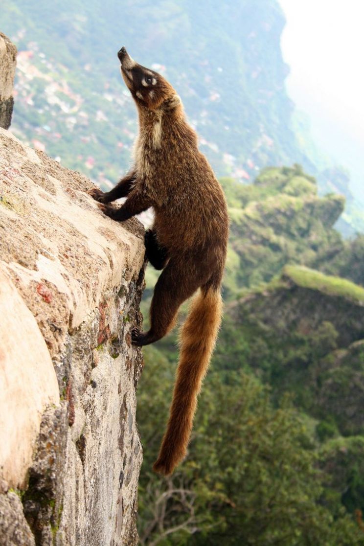 Coati Mundi