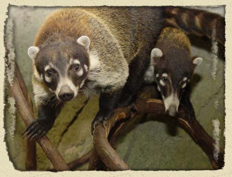 Coati Mundi